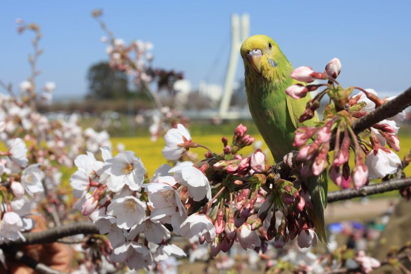 20120408_SatteGongendou 04